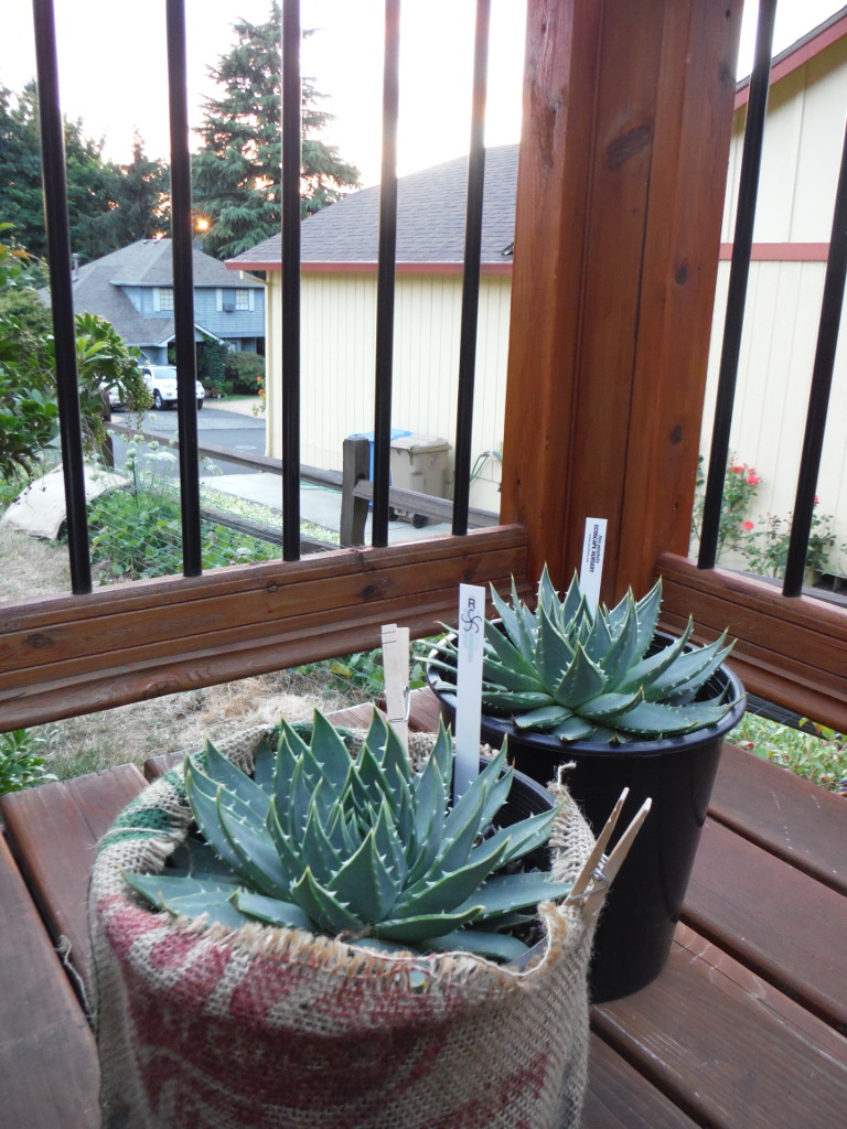 Spiral aloe, aloe polyphylla 2017-07-25 - image 1