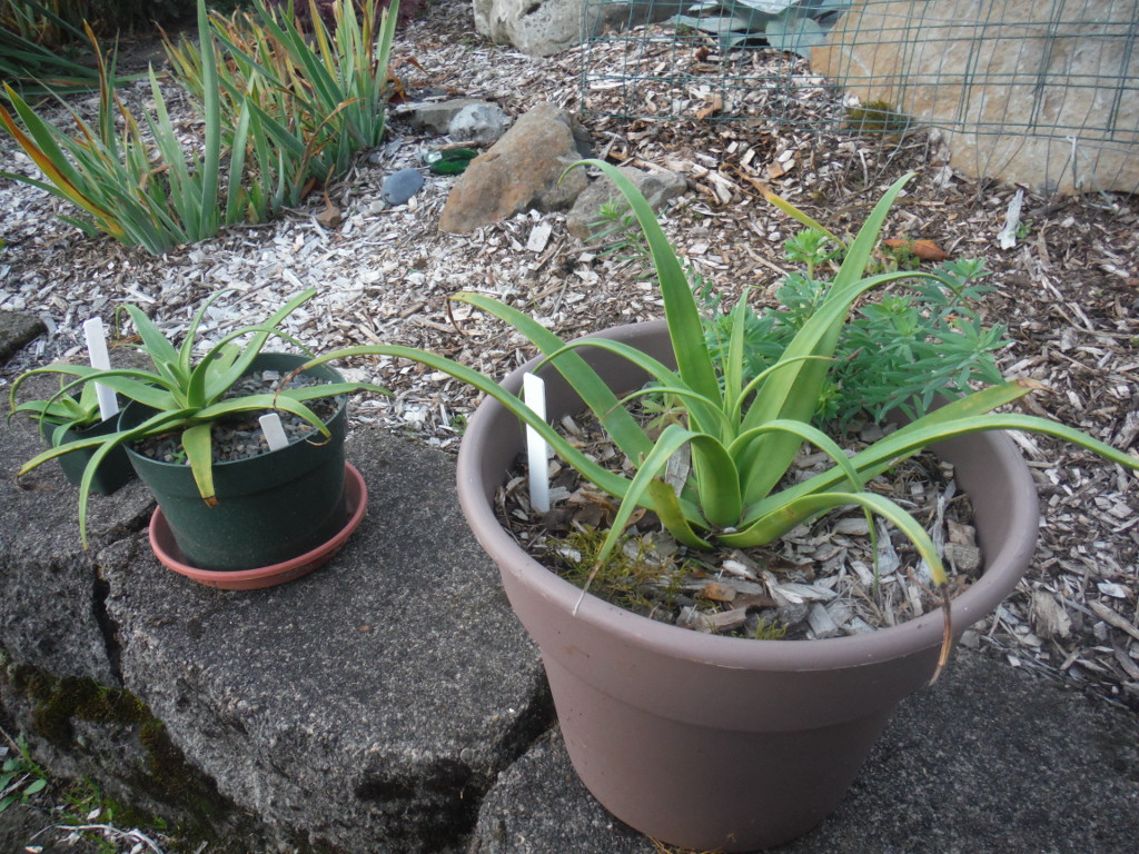 nn photo - agave bracteosa